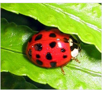 Product display of live ladybugs